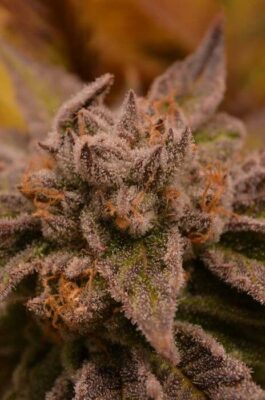 9 Pound Hammer - Alchimia