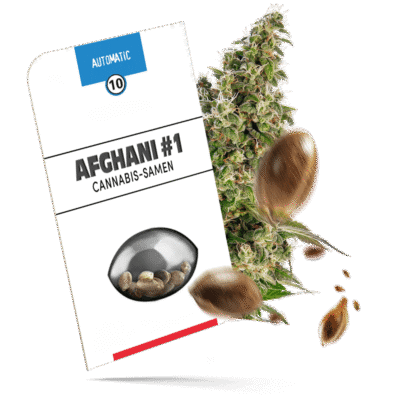 Afghani #1 Samen - Autoflower - Sensi Seeds