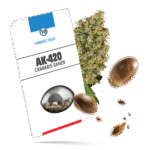 AK-420 Samen - Feminisiert