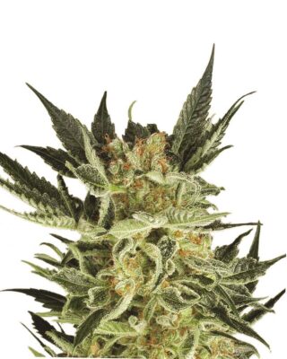 AK-48 Auto - Alchimia