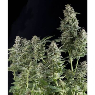 Auto Northern Lights – Alchimia