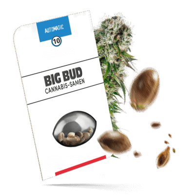 Big Bud Samen - Autoflower - Sensi Seeds