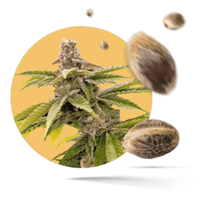 White Biscotti OG XXL Samen - Feminisiert - Sensi Seeds