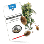 Blueberry Zkittlez Samen - Autoflower