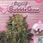 Bubblegum + 1 French Macaron Samen