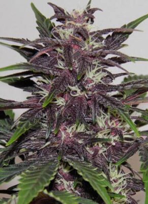Buddha Purple Kush Auto – Alchimia