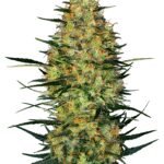 Caramellow Kush Auto