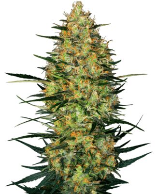 Caramellow Kush Auto – Alchimia