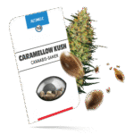 Caramellow Kush Samen - Autoflower