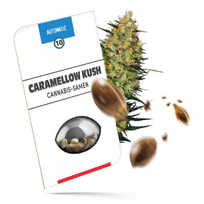 Caramellow Kush Samen - Autoflower - Sensi Seeds
