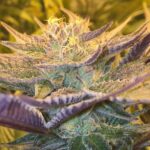 CBD Girl Scout Cookies