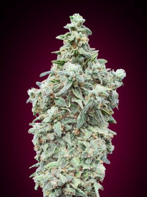 Cherry Pie von Advanced Seeds – Alchimia