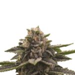 Girl Scout Cookies - Nirvana