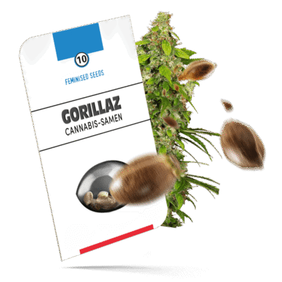 Gorillaz Samen - Autoflower - Sensi Seeds