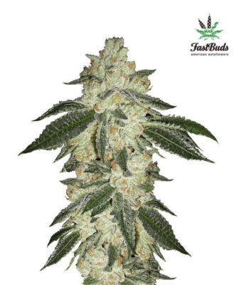 Green Crack – Alchimia
