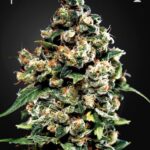 Jack Herer
