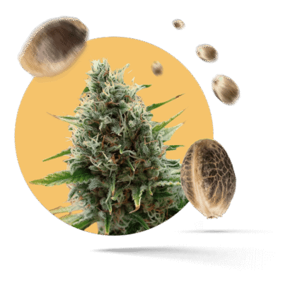 Jack Herer Samen - Feminisiert Hanfsorte - Hanfsorte.de