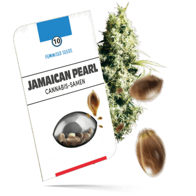 Jamaican Pearl Samen - Feminisiert - Seeds24