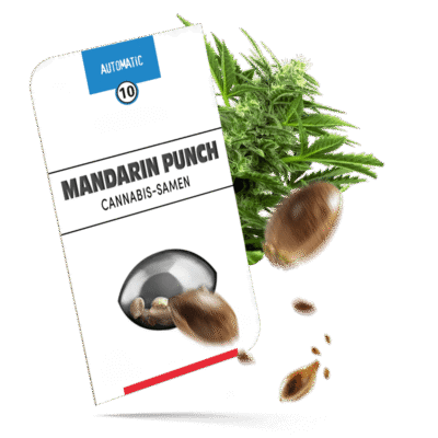 Mandarin Punch Samen - Autoflower - Sensi Seeds