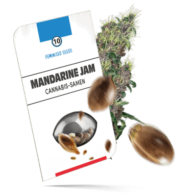 Mandarine Jam Samen - Feminisiert - Sensi Seeds