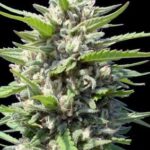 Northern Lights Auto