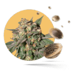 Northern Lights Samen - Autoflower