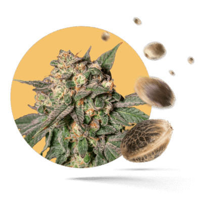 Northern Lights Samen - Autoflower - Sensi Seeds