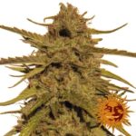 Pineapple Haze - Regular