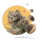 Power Plant Samen - Feminisiert