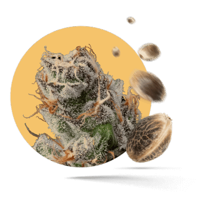 Power Plant Samen - Feminisiert - Sensi Seeds