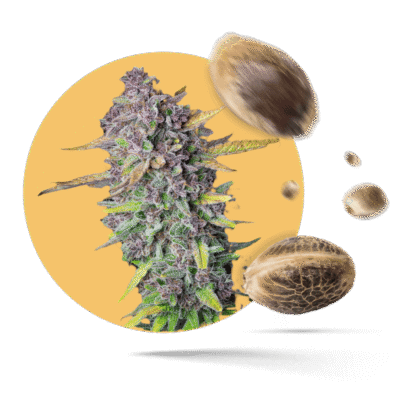 Sensi Purple Kush Samen - Feminisiert - Sensi Seeds