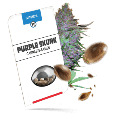 Purple Skunk Samen - Autoflower - Seeds24