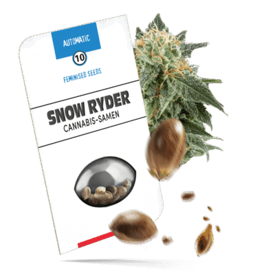Snow Ryder Samen - Autoflower - Sensi Seeds