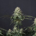 Tropicana Cookies FF