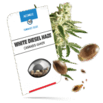 White Diesel Haze Samen - Autoflower