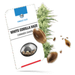 White Gorilla Haze Samen - Feminisiert