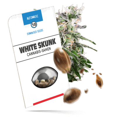 White Skunk Samen - Autoflower - Sensi Seeds