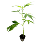 Amnesia Core Cut Steckling