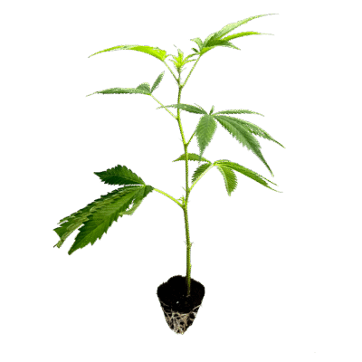 Amnesia Core Cut Steckling – Holy Hemp