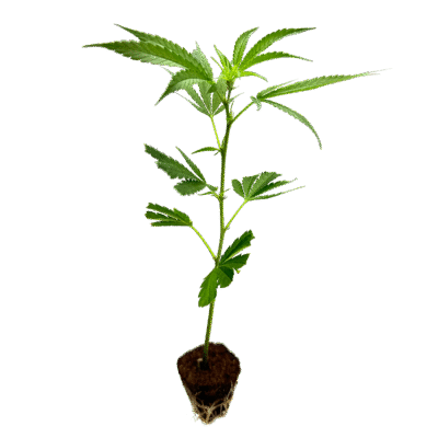 Blue Zushi Steckling - Holy Hemp