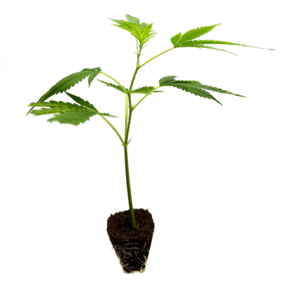 Critical+ 2 0 Steckling - Holy Hemp