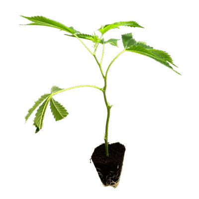 Girl Scout Cookies Steckling - Holy Hemp