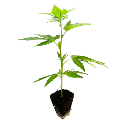 Gogurtz Steckling – Holy Hemp