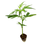 Mandarin Cookies R1 V2 Steckling