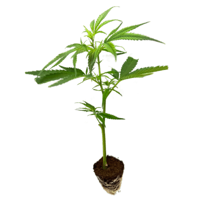 Mandarin Cookies R1 V2 Steckling – Holy Hemp