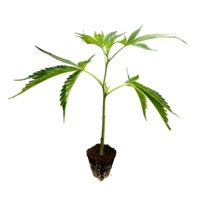 OG Kush Steckling - Holy Hemp