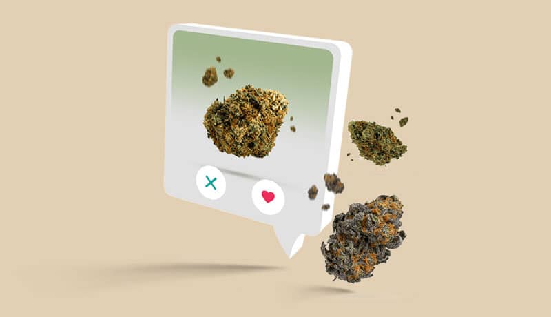 Cannabisblüten- und Strain-Datenbank