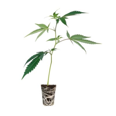 Euphoria Steckling Cali Strain - Cannaconda