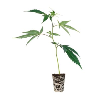 Glueberry OG Steckling Cali Strain - Cannaconda