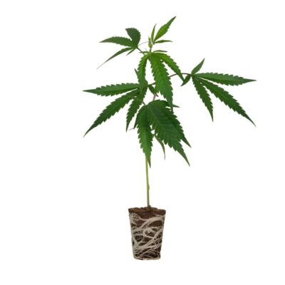 Gorilla Glue Steckling Cali Strain - Cannaconda